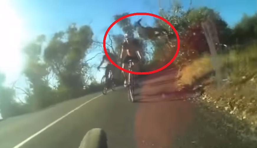 Появилось видео нападения кенгуру на велосипедиста в Австралии